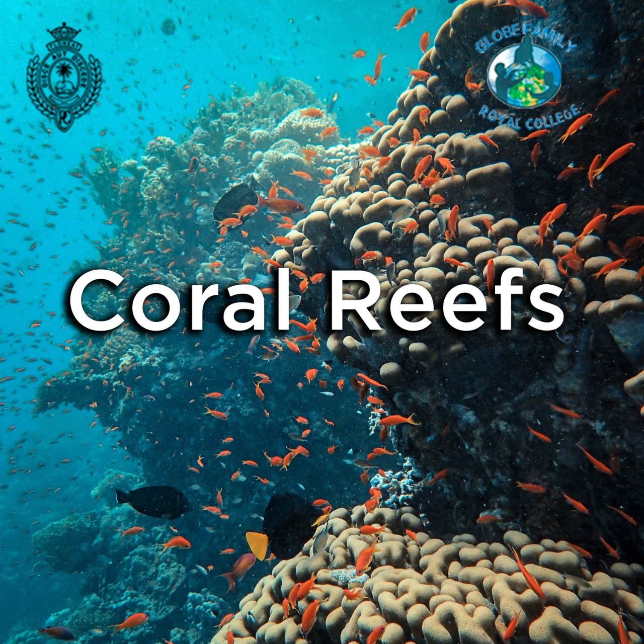 Coral Reefs - The Royal College